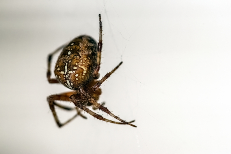 Cross spider