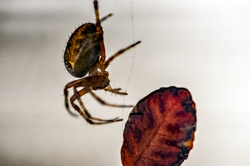 Cross spider