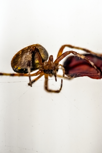Cross spider