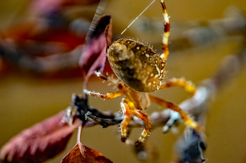 Cross spider playing strings