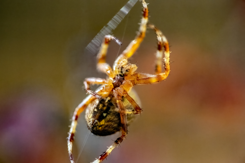 Cross spider