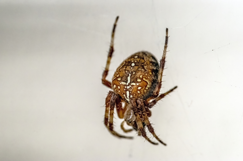 Cross spider