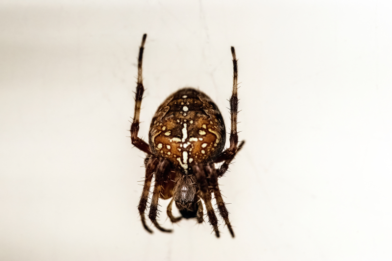 Cross spider