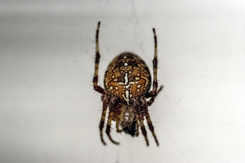 Cross spider