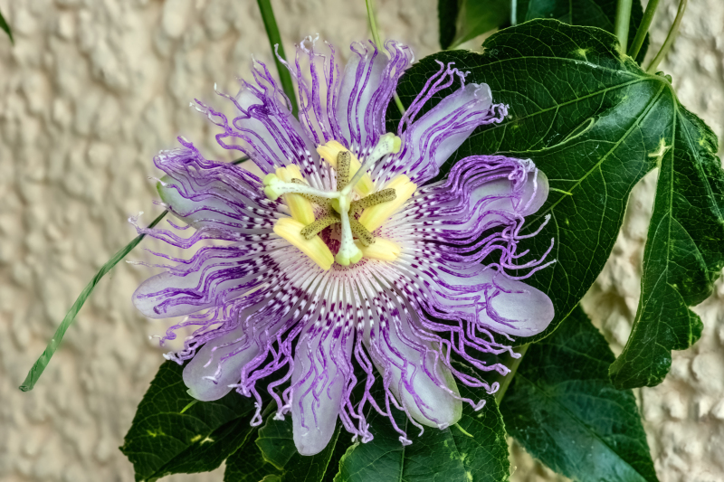 Eia Popeia passionfruit