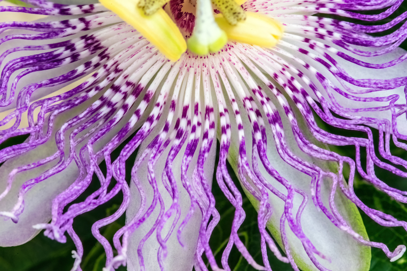 Eia Popeia passionfruit