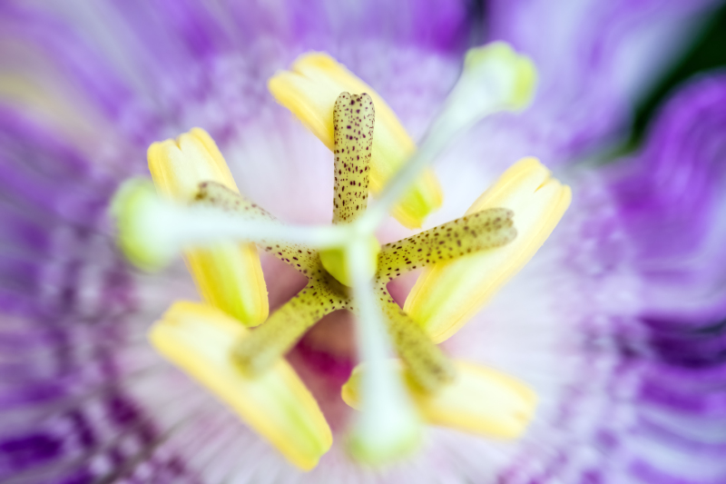 Eia Popeia passionfruit