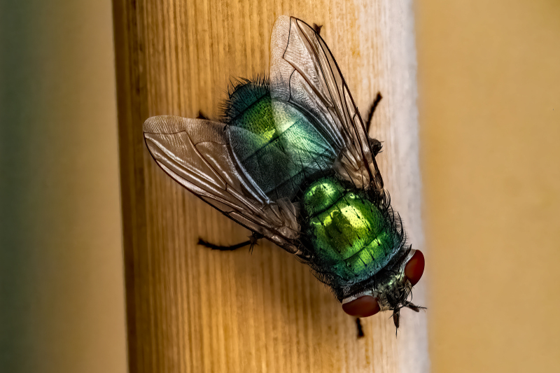 fly