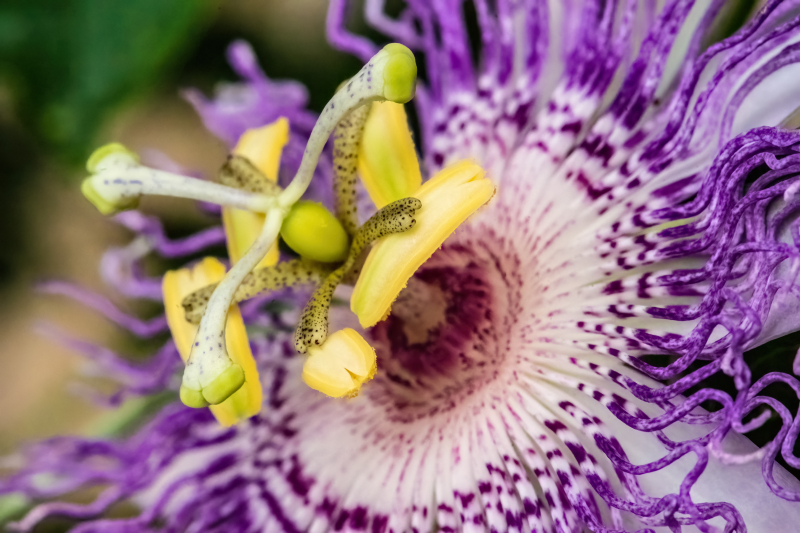Eia Popeia passionfruit