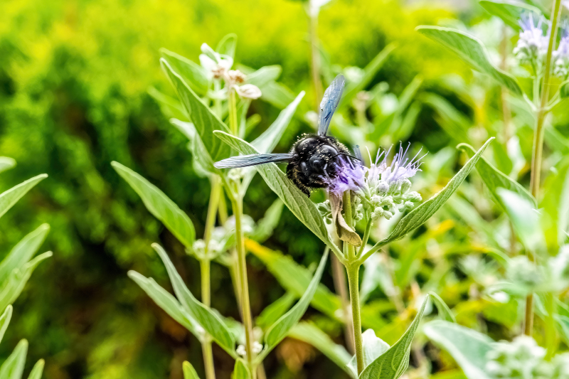 carpenter bee