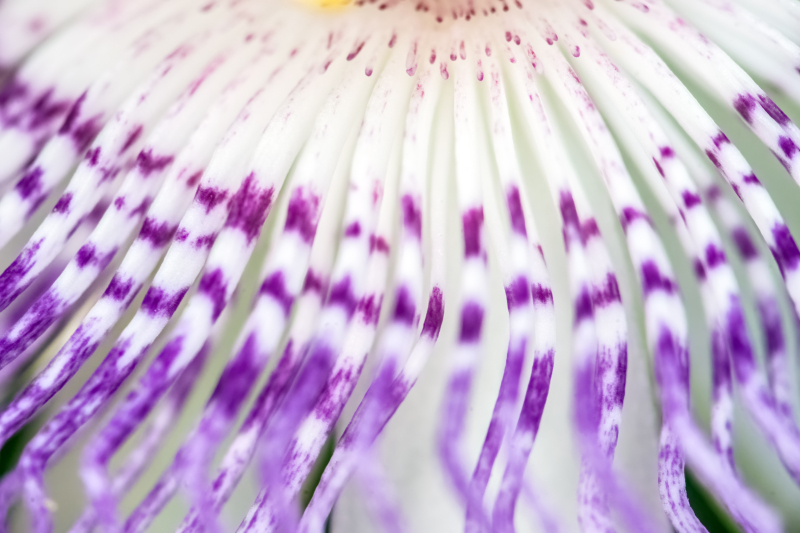 Eia Popeia passionfruit