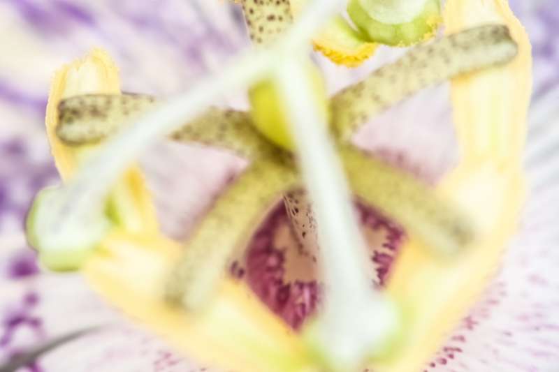 Eia Popeia passionfruit