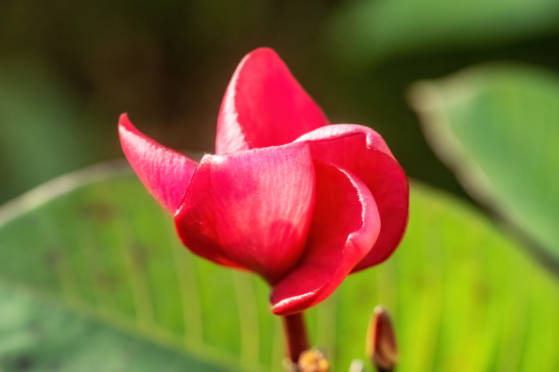 frangipani