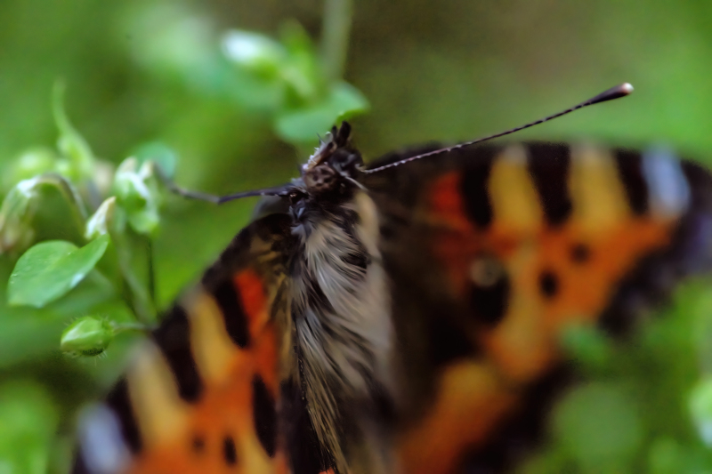 Large Tortoiseshell butterfly