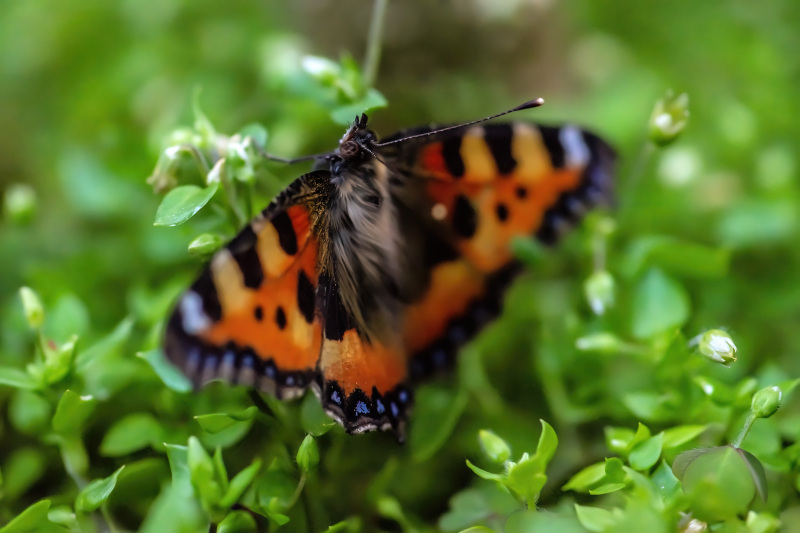 Large Tortoiseshell butterfly