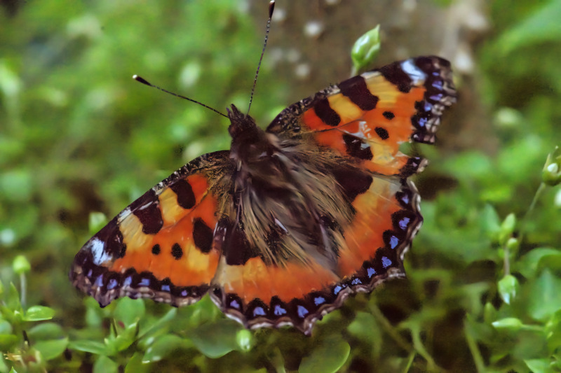 Large Tortoiseshell butterfly