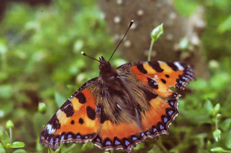 Large Tortoiseshell butterfly