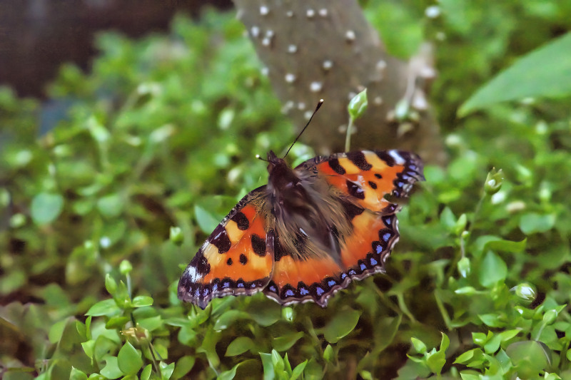 Large Tortoiseshell butterfly
