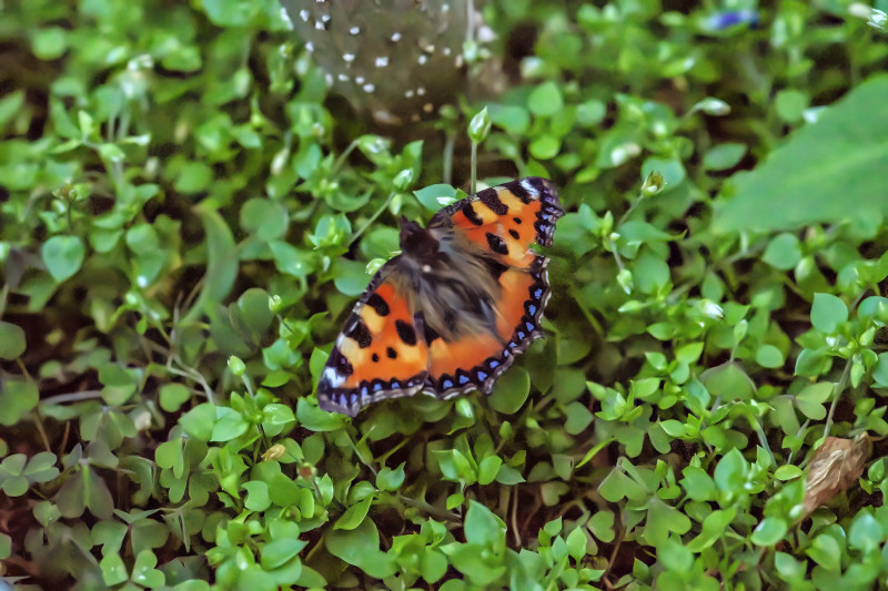 Large Tortoiseshell butterfly