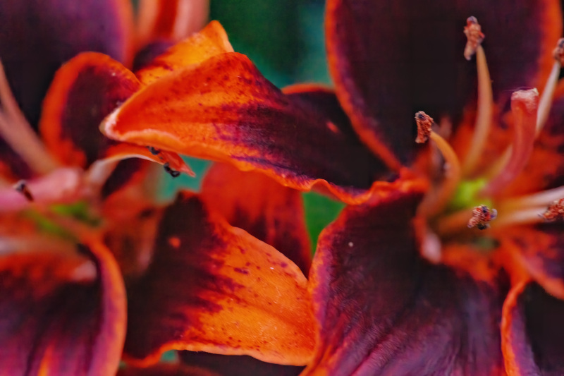 Forever Susan lilies