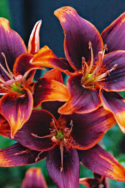 Forever Susan lilies