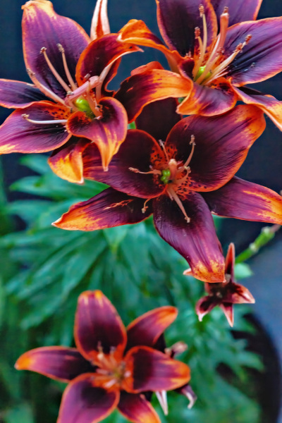 Forever Susan lilies