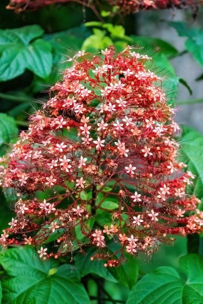 Flowers of Taiwan