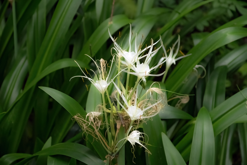 Flowers of Taiwan