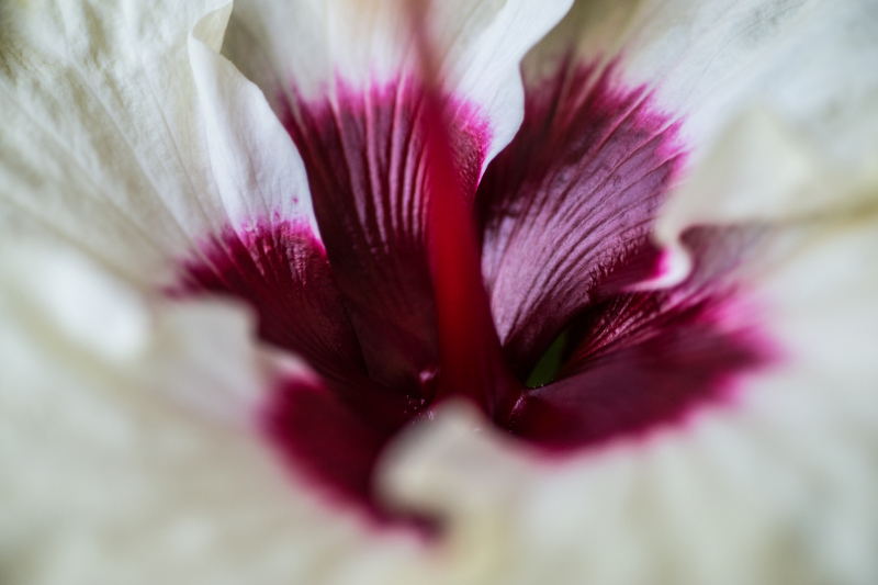 hibiscus