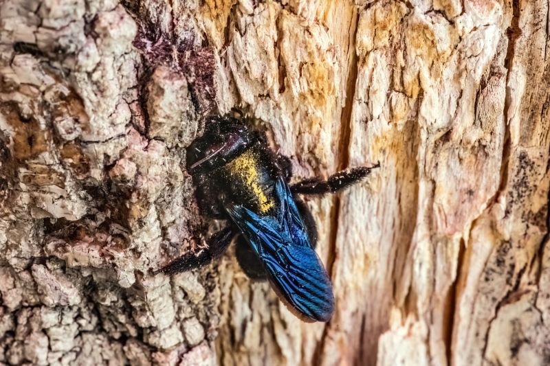 carpenter bee