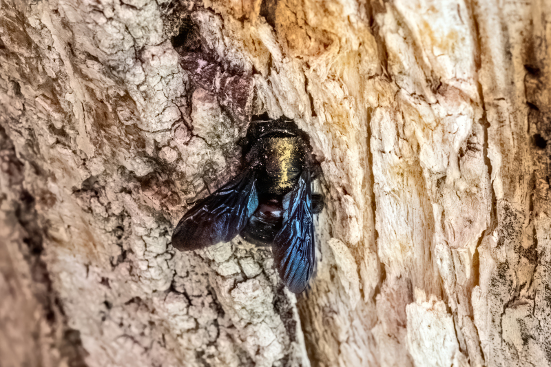carpenter bee
