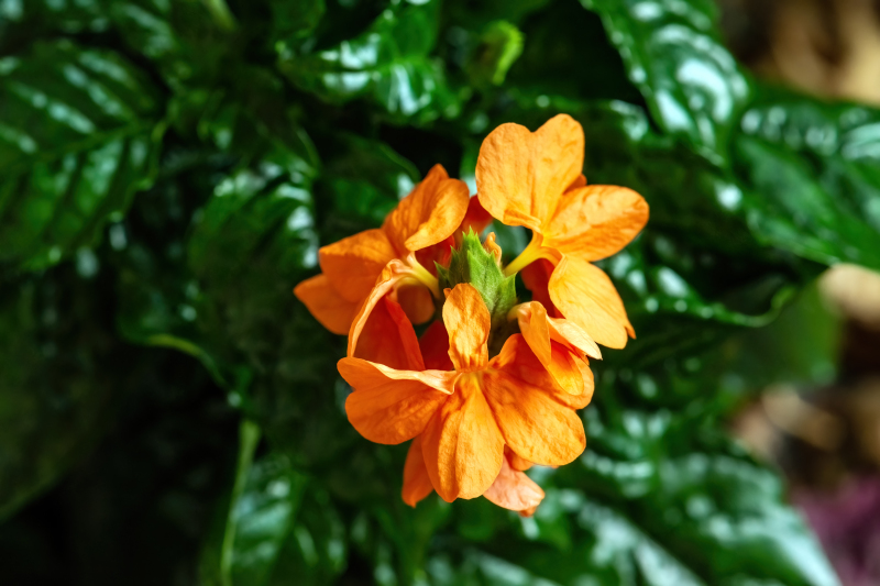 Crossandra