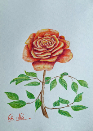 Rose, pencil on paper