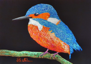 Kingfisher, perlescent water color on paper