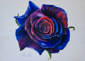 Satin Rose, water color on cotton paper