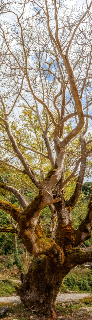 Tree near Kiafa Fortress, Greece