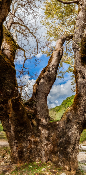 Tree near Kiafa Fortress, Greece