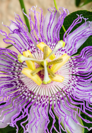 Eia Popeia passion fruit flower