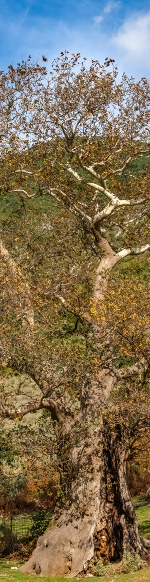 Old tree at Kiafa fortress, Souli, Greece