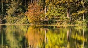 Lake reflections