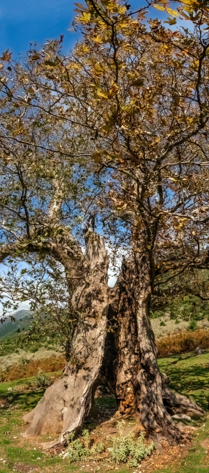 Old tree at Kiafa fortress, Souli, Greece