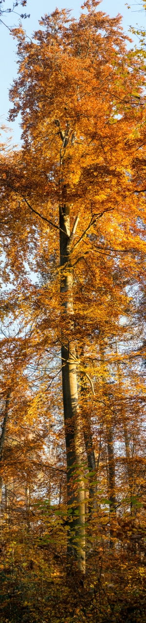 Beautiful autumn