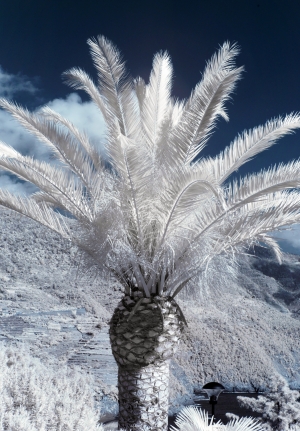 Infrared palm tree