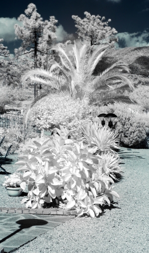 Infrared palm tree