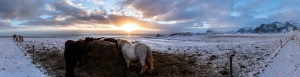 Icelandic horses