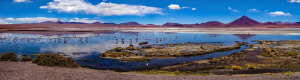 Flamingos, Laguna Colorada, Altiplano, Bolivia