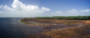 Mangroves