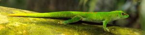 Lizard, Masoala rainforest, Zurich, Switzerland