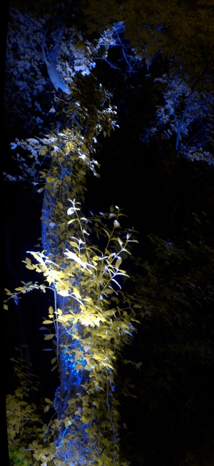 Tree at night