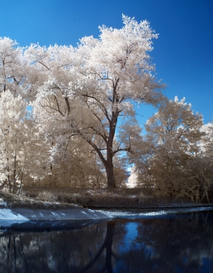 Trees